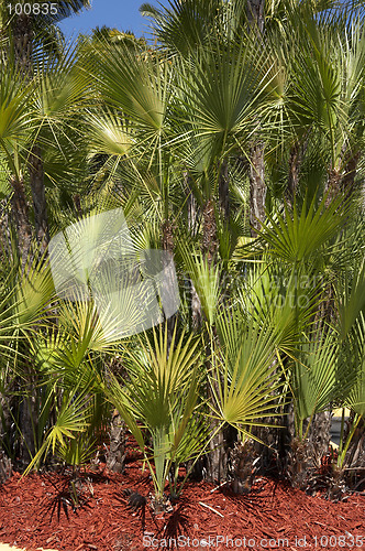 Image of Palm trees