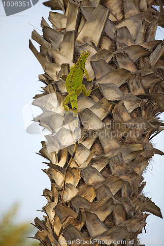 Image of Iguana