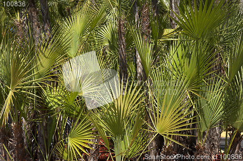 Image of Palm trees