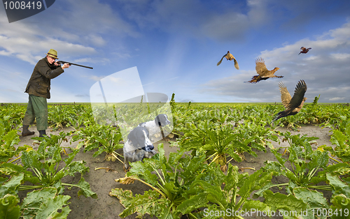 Image of Shooting Pheasants