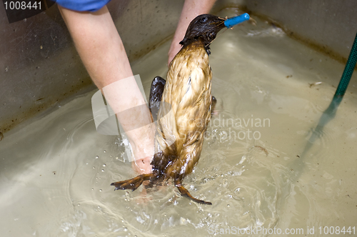 Image of Cleaning an oil bird