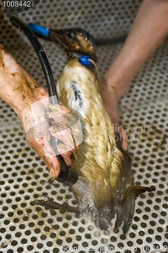 Image of Cleaning an oil bird