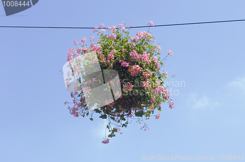 Image of Geranium ball