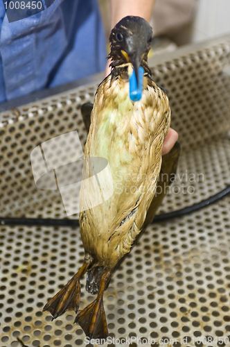 Image of Cleaning an oil bird