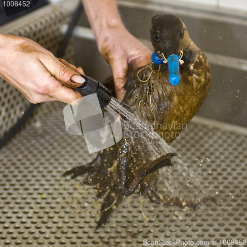 Image of Cleaning an oil bird