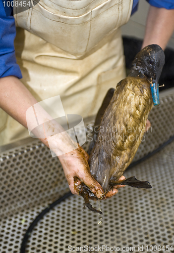 Image of Cleaning an oil bird