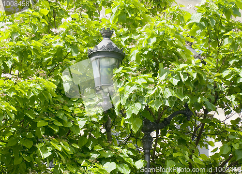 Image of Hidden Streetlight