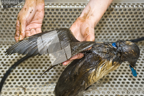 Image of Cleaning an oil bird