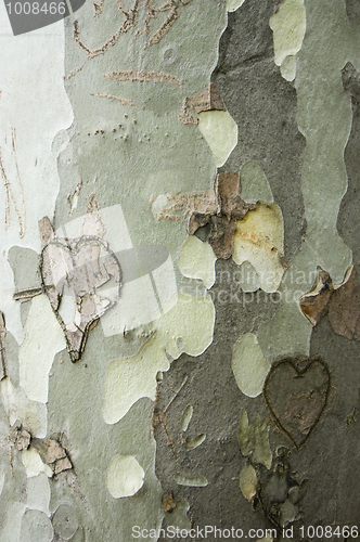 Image of Love-scarred tree