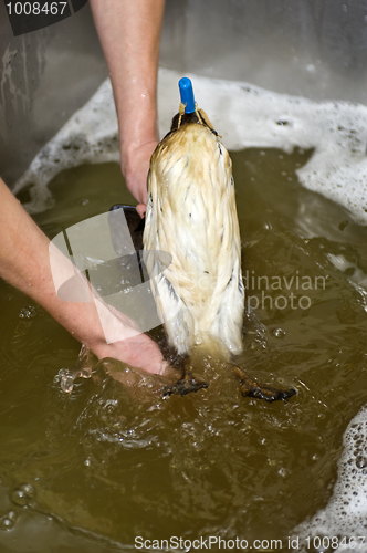 Image of Cleaning an oil bird