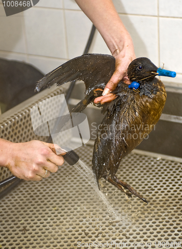 Image of Cleaning an oil bird