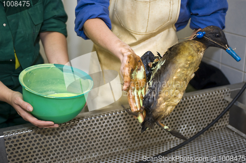 Image of Cleaning an oil bird