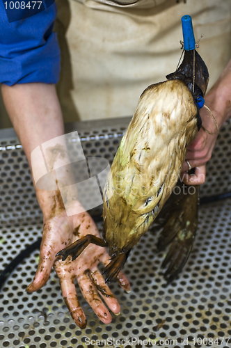 Image of Cleaning an oil bird