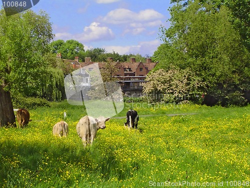 Image of Cows & Cambridge