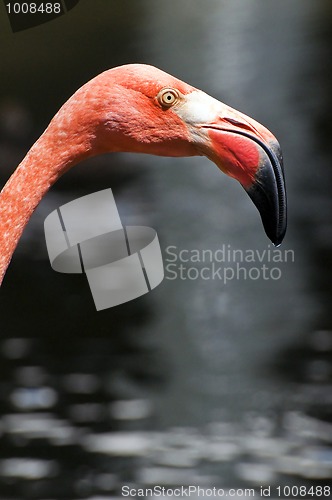 Image of Pink flamingo.