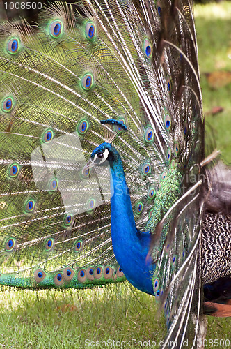 Image of Colorful peacock.