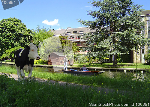 Image of Cows and  Cambridge 1