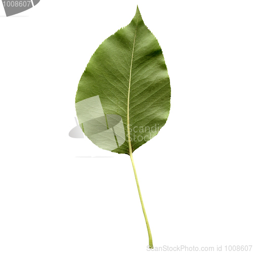 Image of Pear leaf