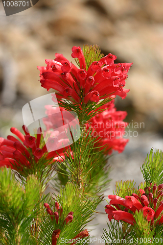 Image of Adenanthos - Albany Woollybush