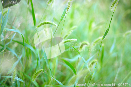 Image of meadow