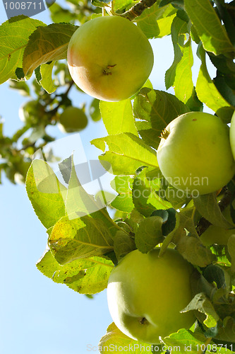 Image of apple