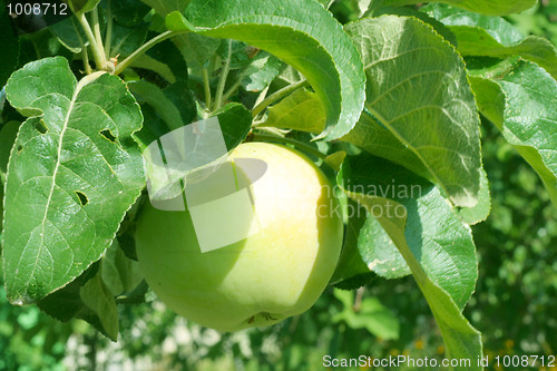 Image of apple