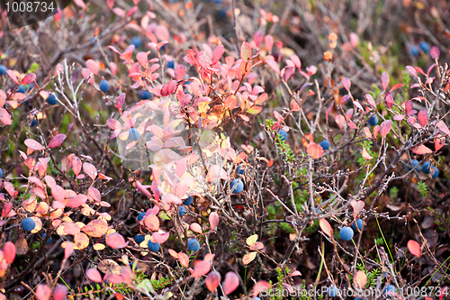 Image of bilberry