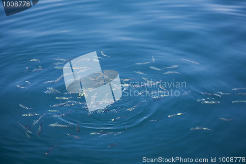 Image of Shoal of small fish