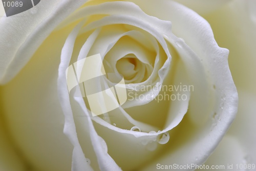 Image of Rose with dew drops