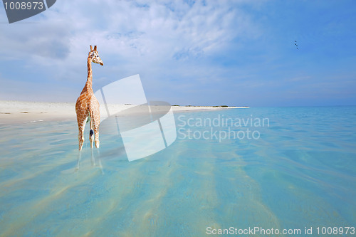 Image of Giraffe on vacation