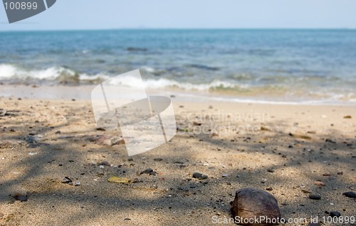 Image of Beach with coconut