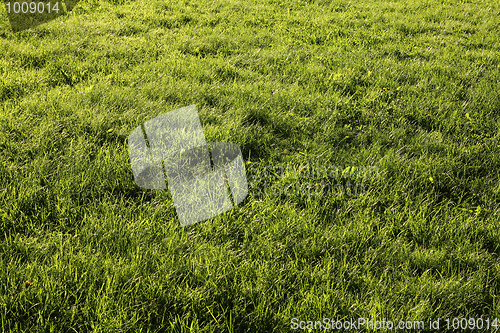 Image of Green grass