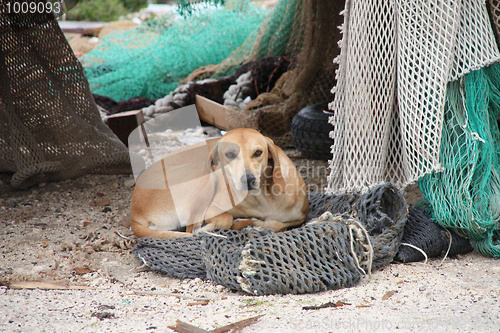 Image of Stray dog