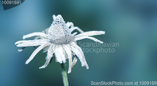 Image of flower on ice