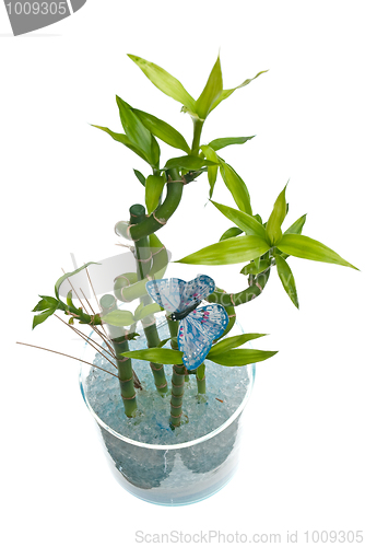 Image of Glass jar with bamboo 