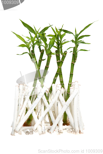 Image of Bamboo