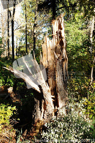 Image of Big broken tree.