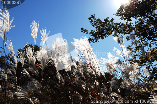 Image of Tall white grass.