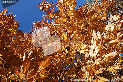 Image of Golden fall leaves.