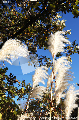 Image of Tall white grass.