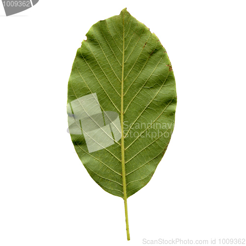 Image of Walnut leaf