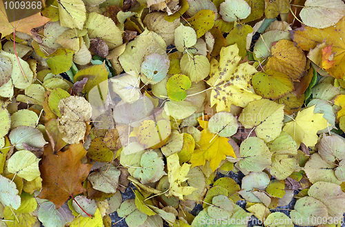 Image of Leaves background