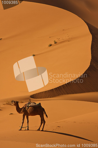 Image of Camel in Sahara