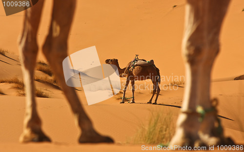 Image of Camel in Sahara