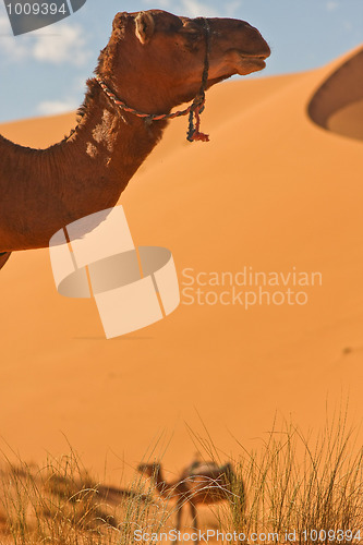 Image of Camel