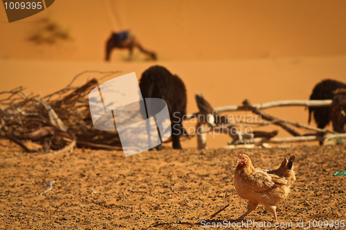 Image of Chicken