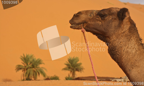 Image of Camel