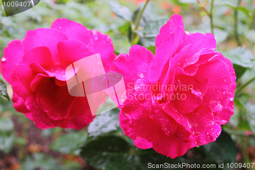 Image of Two screaming pink roses