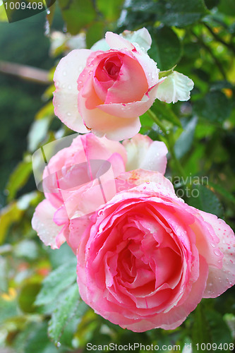 Image of Roses in the sun