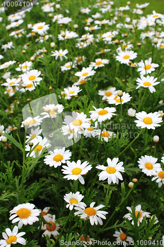 Image of Ox-eye daisies, marguerite ( Leucanthemum)